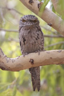 Tawny Frogmouth_0360.jpg