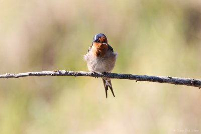 Welcome Swallow_7758.JPG