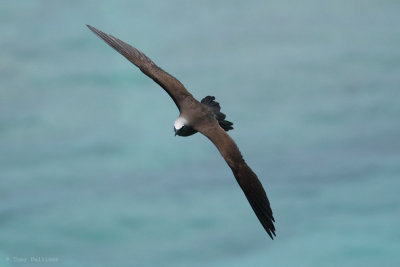 Common Noddy_8743.jpg