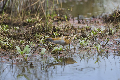 Baillons Crake 4627.jpg