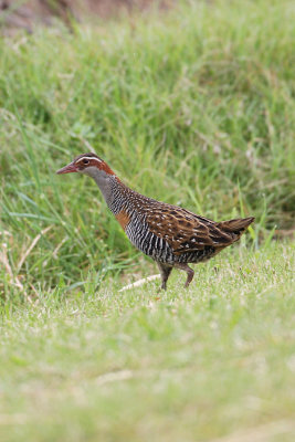Buff-banded Rail 5023c.jpg
