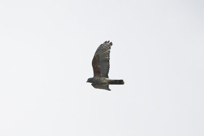 African Cuckoo Hawk 9755.jpg