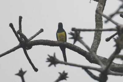 African Emerald Cuckoo 0571.jpg