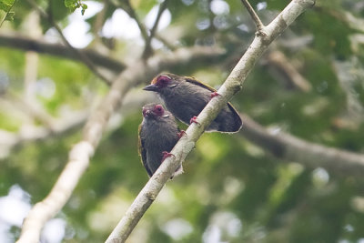 African Piculet_9942.jpg