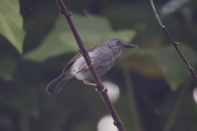 Grey-backed Camaroptera 9589.jpg