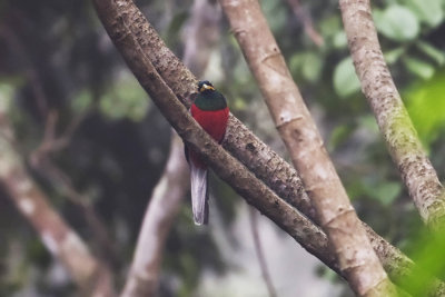 Narinas Trogon 0541.jpg