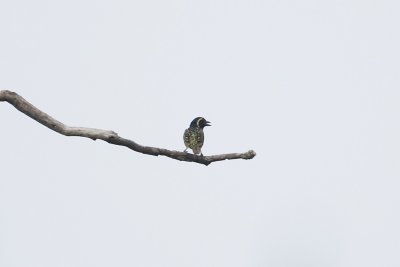 Yellow-spotted Barbet 9569.jpg