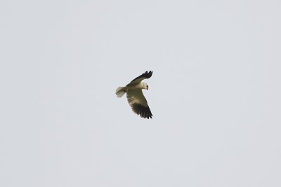 Black-shouldered Kite 9456.jpg