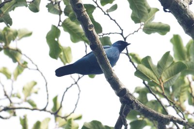 Blue Cuckoo-Shrike_9511.jpg