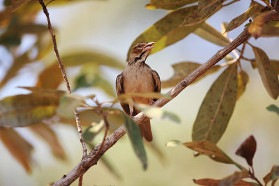 Chestnut-crowned Sparrow Weaver_0392.jpg
