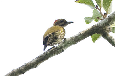 Gabon Woodpecker_L9788.jpg