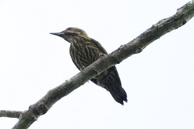 Gabon Woodpecker_L9794.jpg