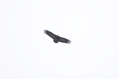 Hooded Vulture_9388.jpg