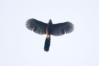 Long-tailed Hawk_0472.jpg