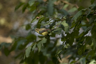 Pygmy Sunbird - perhaps_0355.jpg