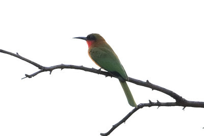 Red-throated Bee-eater_L0250.jpg