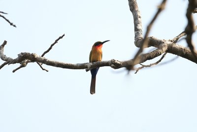 Red-throated Bee-eater 0339.jpg