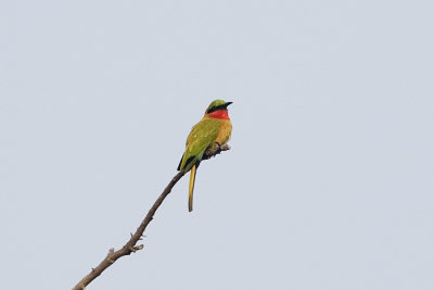 Red-throated Bee-eater_0010.jpg