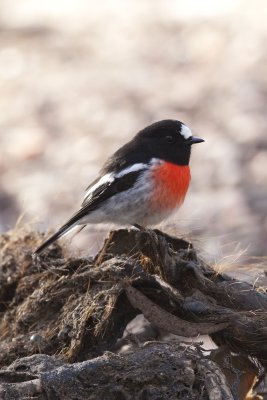 Scarlet Robin_4339b.jpg