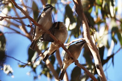 Black-chinned Honeyeater_4367b.jpg