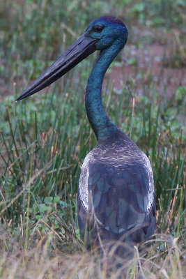Black-necked Stork_4630b.jpg