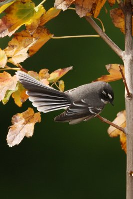 Grey Fantail_9910.jpg