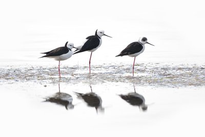 Black-winged Stilt 0540.jpg