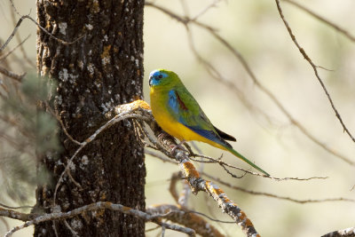 Turquoise Parrot 1257.jpg