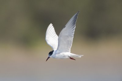 Whiskered Tern 4718c.jpg