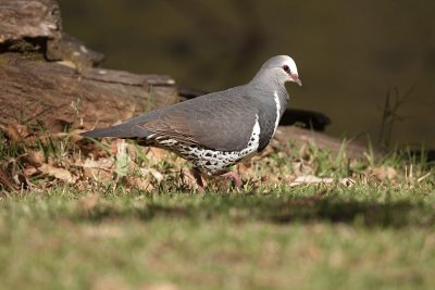 COLUMBIDAE: Pigeons & Doves