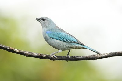 Azure-shouldered Tanager 1479s.jpg