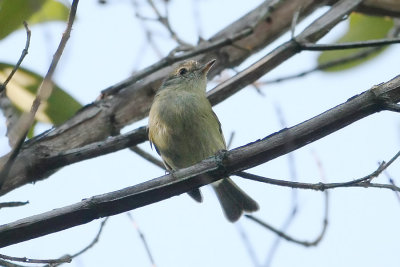 Bahia Tyrannulet 0924s.jpg