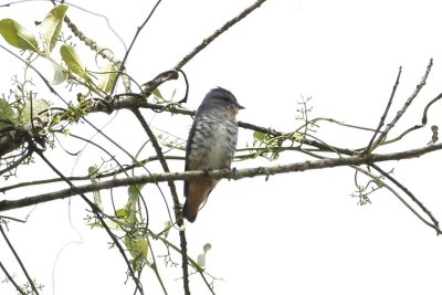 Buff-throated Purpletuft 1326s.jpg
