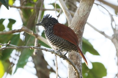Chestnut-backed Antshrike 0986s.jpg
