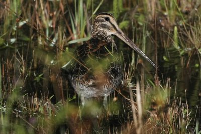 Giant Snipe 0951s1.jpg