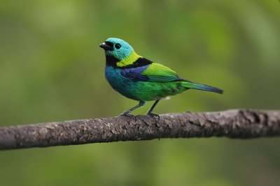 Green-headed Tanager 1227s.jpg