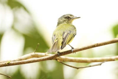 Grey-crowned Flatbill (Flycatcher) 1494s.jpg