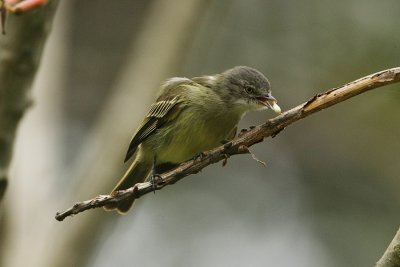 Guianan (Slender-footed) Tyrannulet 9190s.jpg