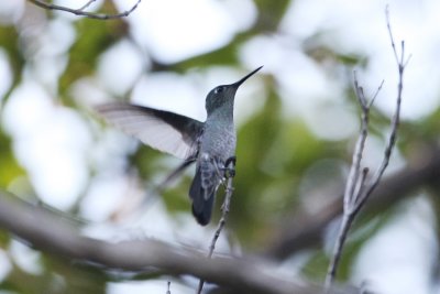 Hummingbird Sp 0943s.jpg