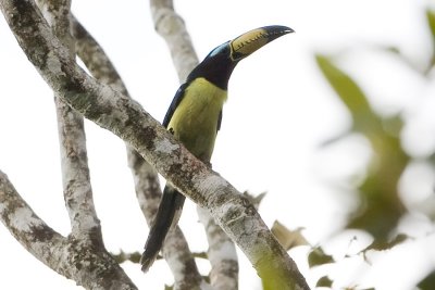 Lettered Aracari 9940s.jpg