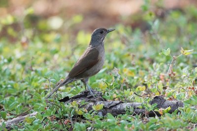 Pale-breasted Thrush 0153s.jpg