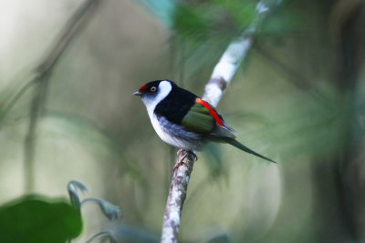Pin-tailed Manakin 0835s.jpg