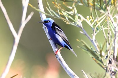 Red-legged Honeycreeper 0992s.jpg