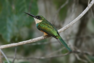 Rufous-tailed Jacamar 0439s.jpg