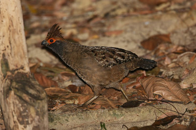 Spot-winged Wood-Quail 9171s.jpg