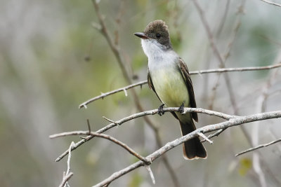 Swainson's Flycatcher 0670s.jpg