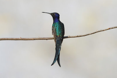 Swallow-tailed Hummingbird 9673s.jpg