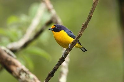 Violaceaous Euphonia 1478s.jpg