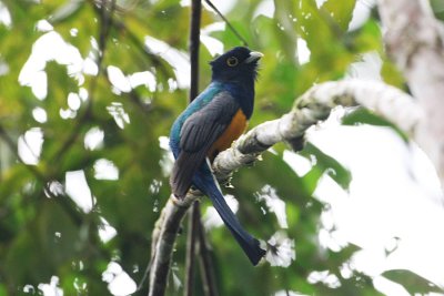 White-tailed Trogon 1274s.jpg