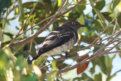 White-winged Cotinga 1037s.jpg